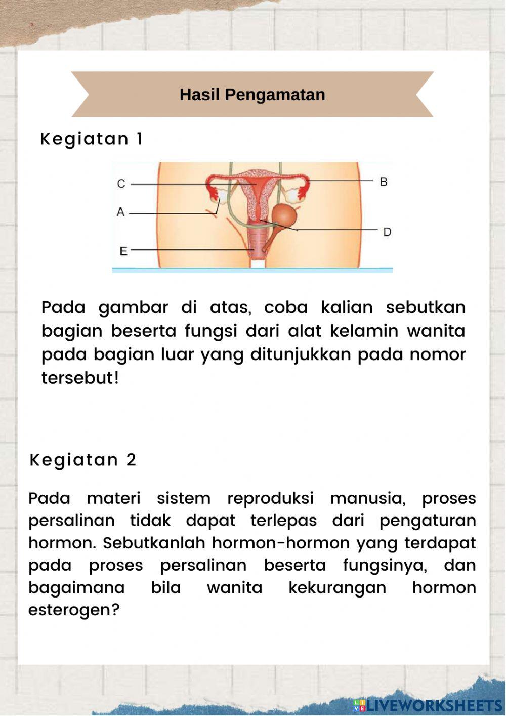 Sistem Reproduksi Manusia