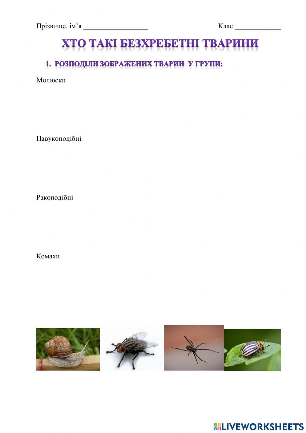 Хто такі безребетні тварини