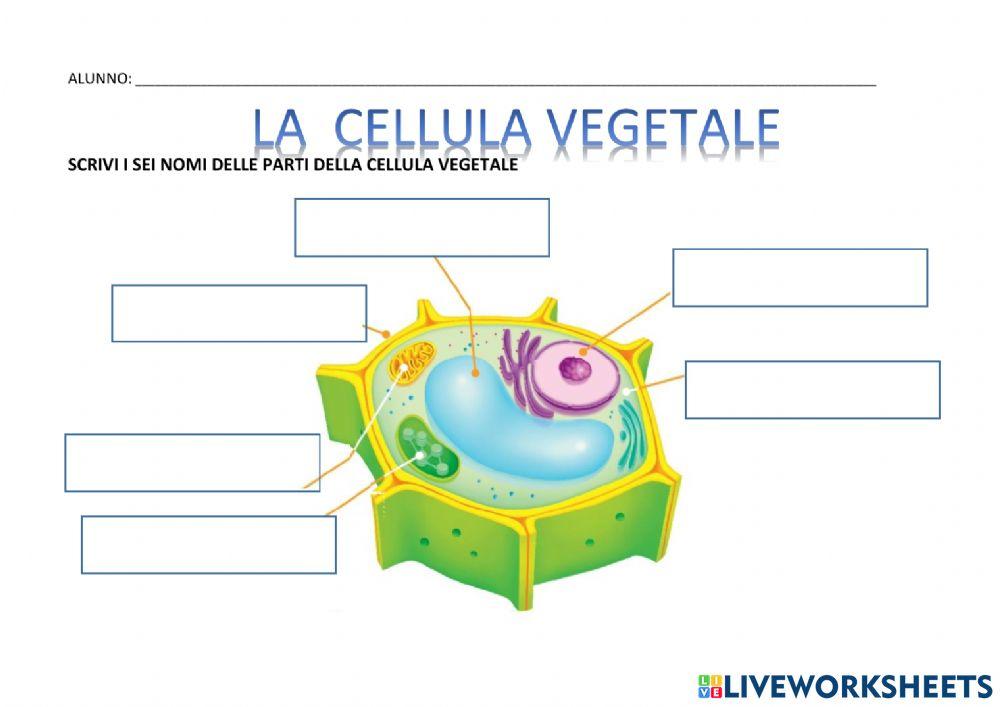 La cellula vegetale : principali parti e funzioni