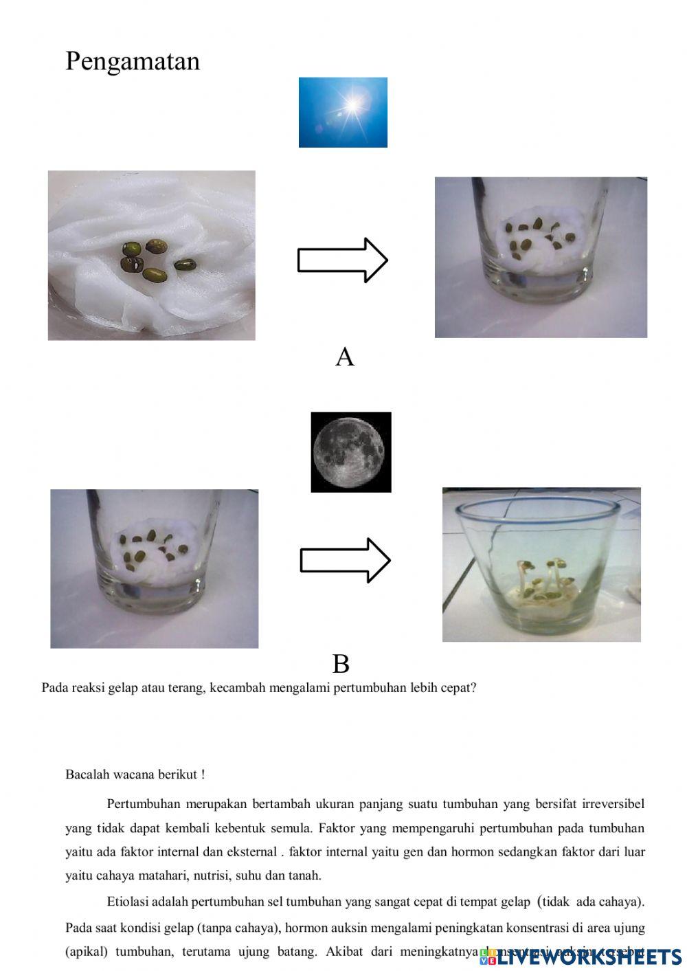 Pertumbuhan dan perkembangan tumbuhan