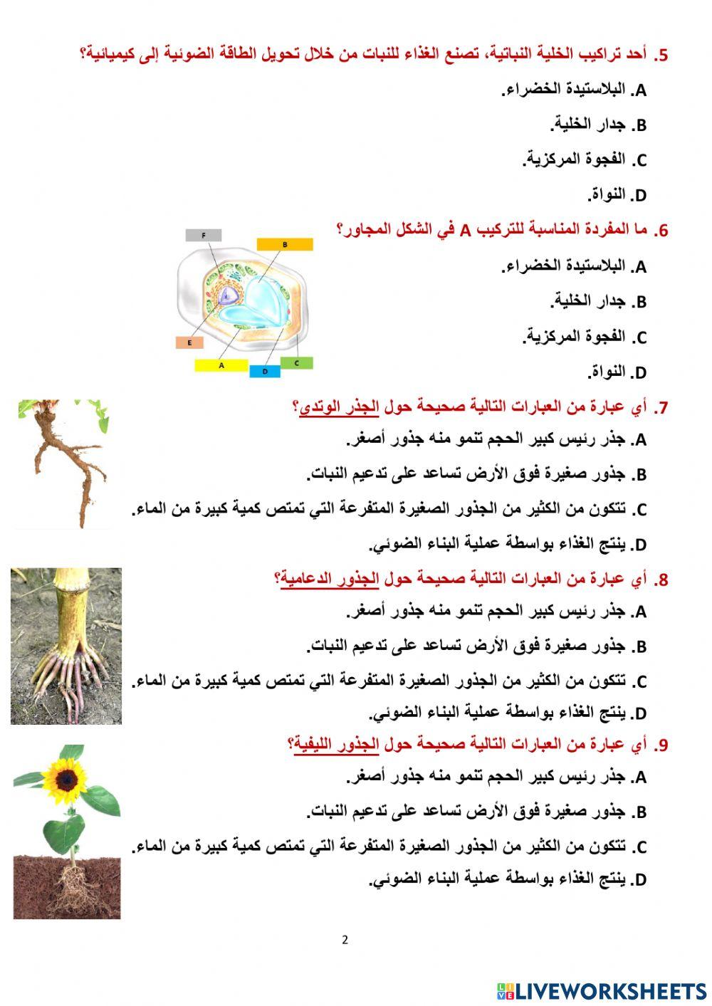 مراجعة وحدة النبات سابع 2023