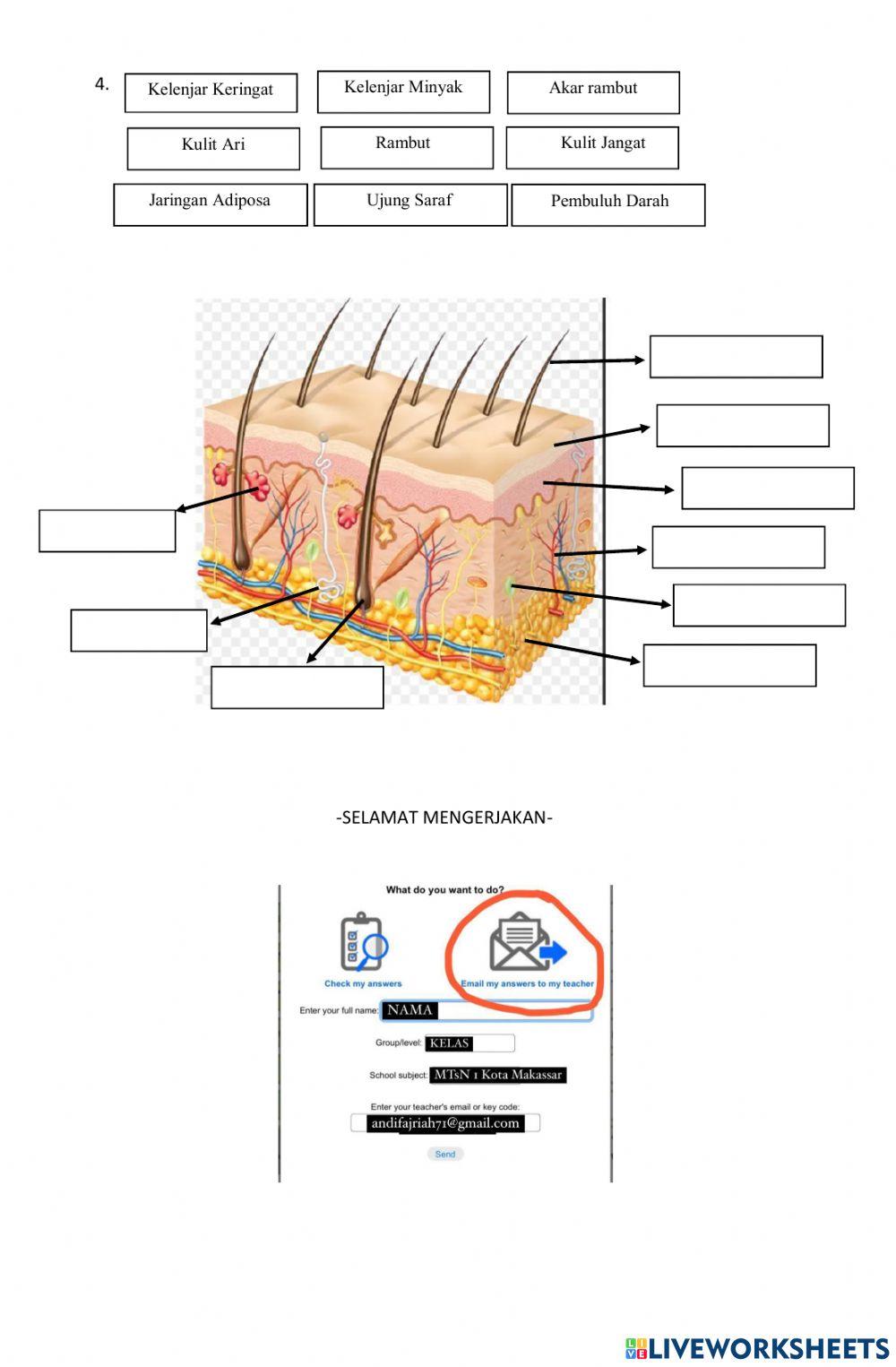 Lkpd sistem ekskresi
