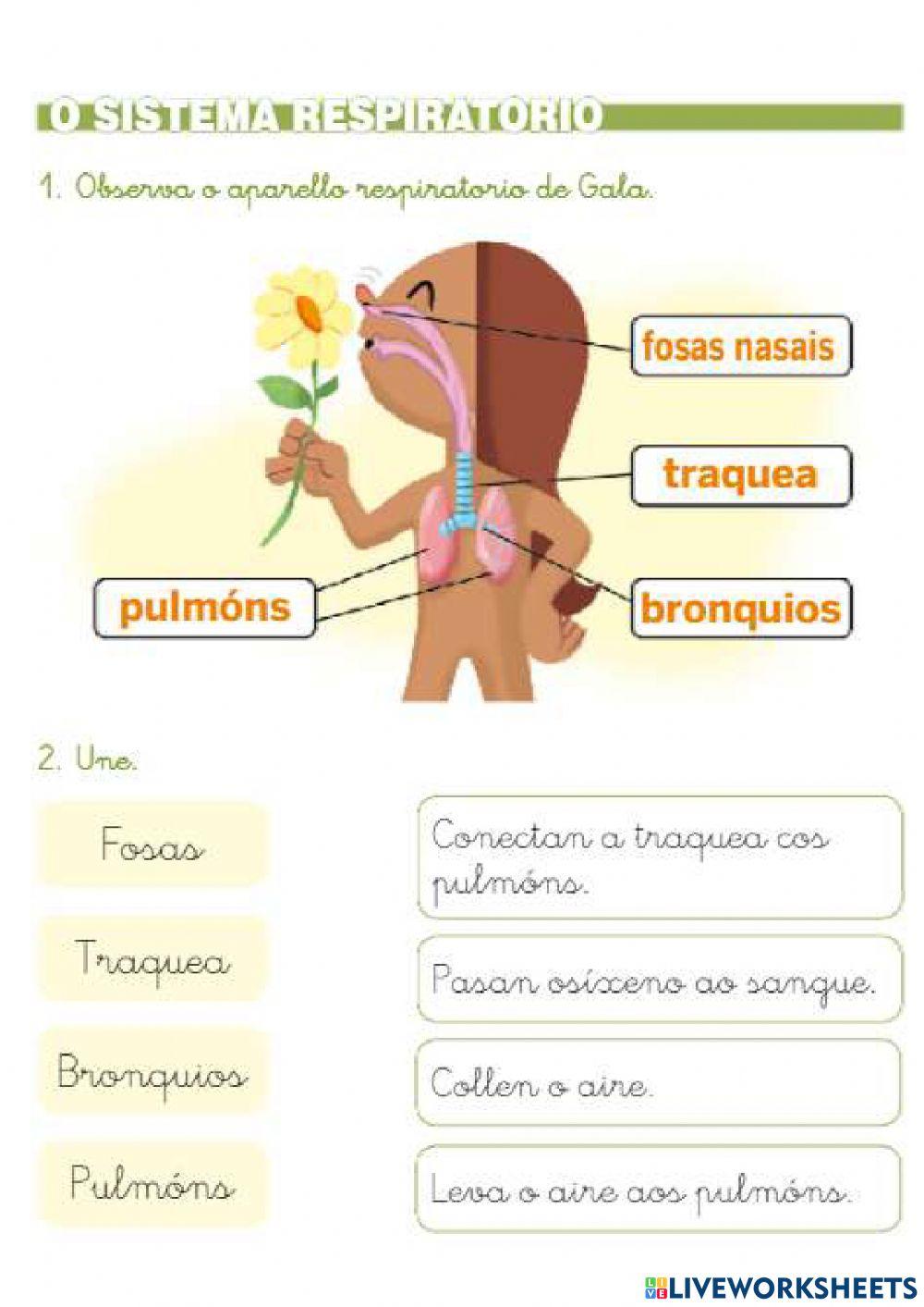 Sistemas do corpo humano