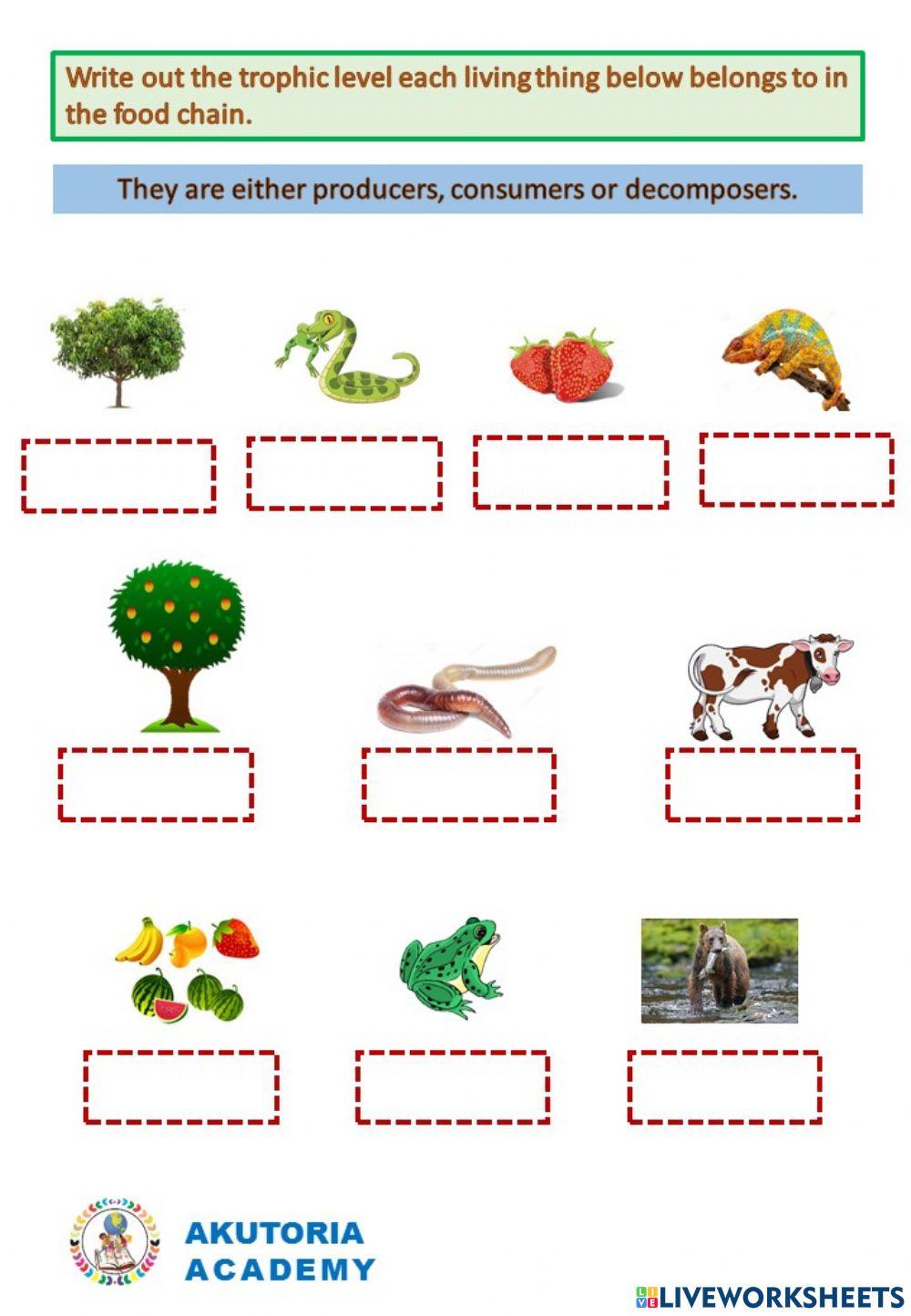 Ecology (Food Chain)