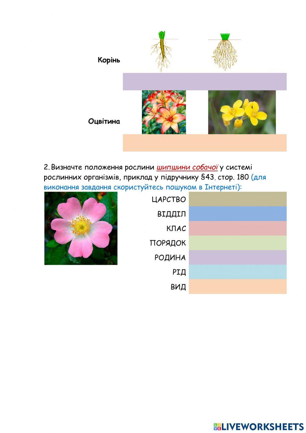 Характерні ознаки дводольних, однодольних покритонасінних рослин