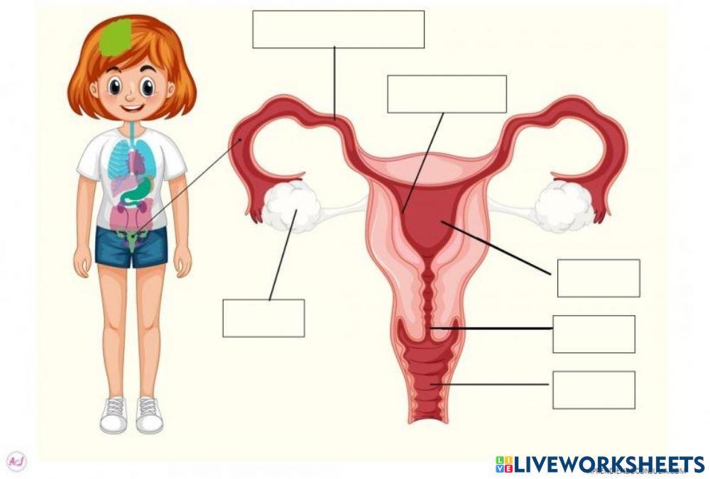 Sistema Reproductor Femenino