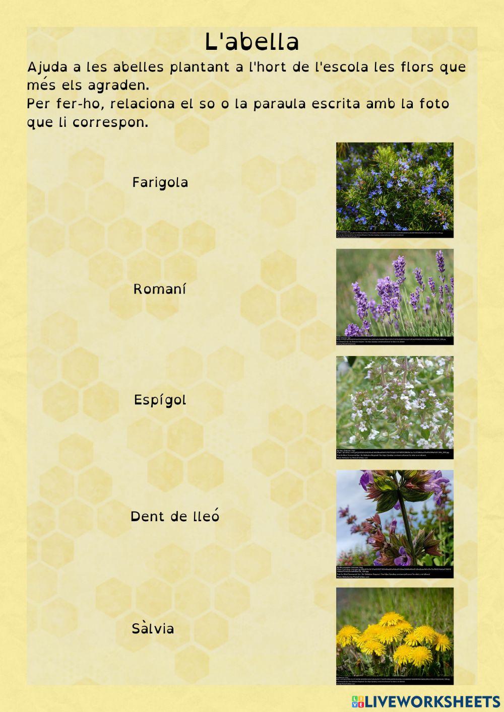 Com podem ajudar a les abelles?