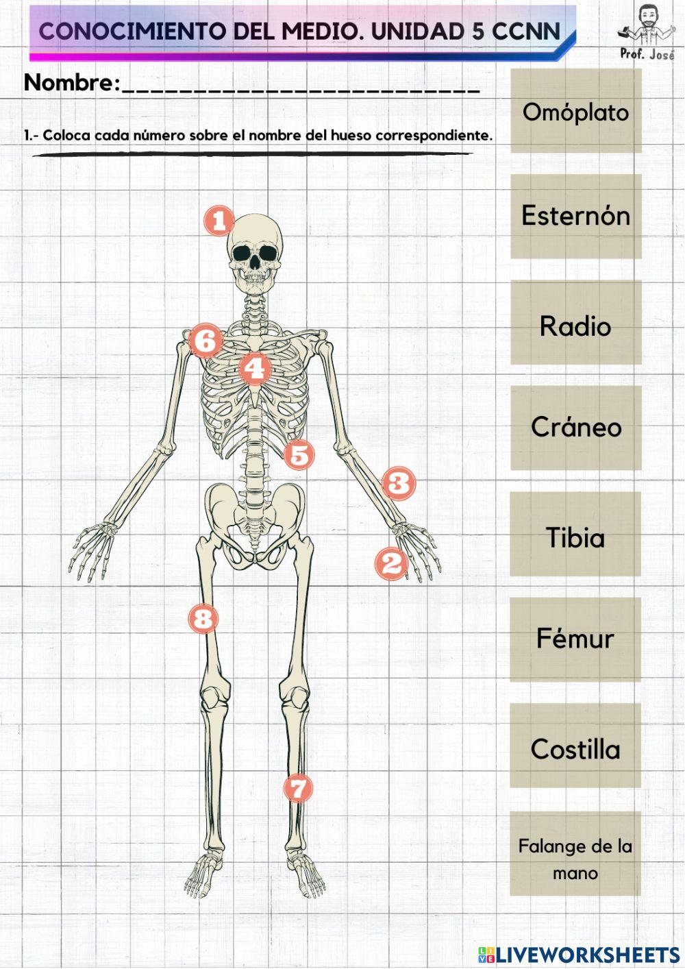 El cuerpo humano