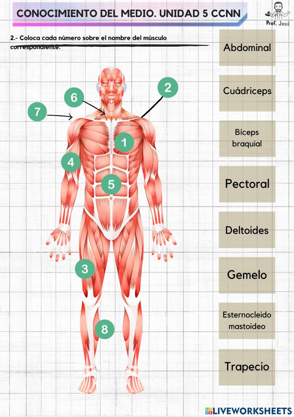 El cuerpo humano