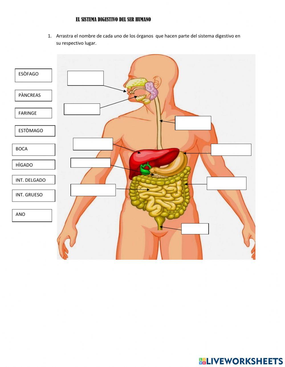 El sistema digestivo y sus órganos