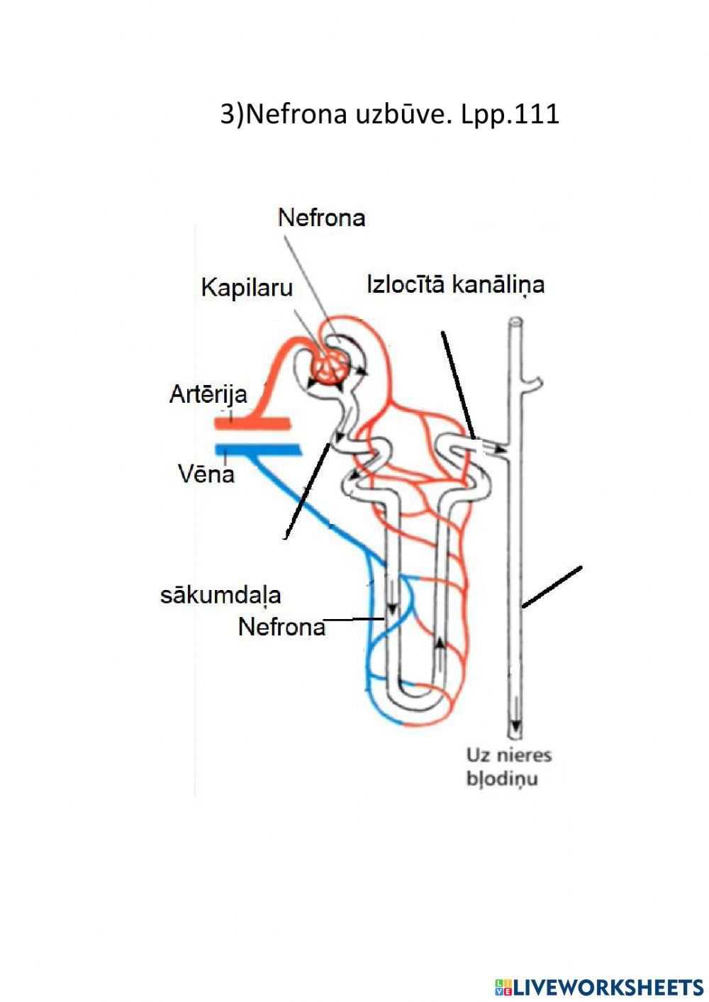 Urīnizvadorgānu sistēmas uzbūve