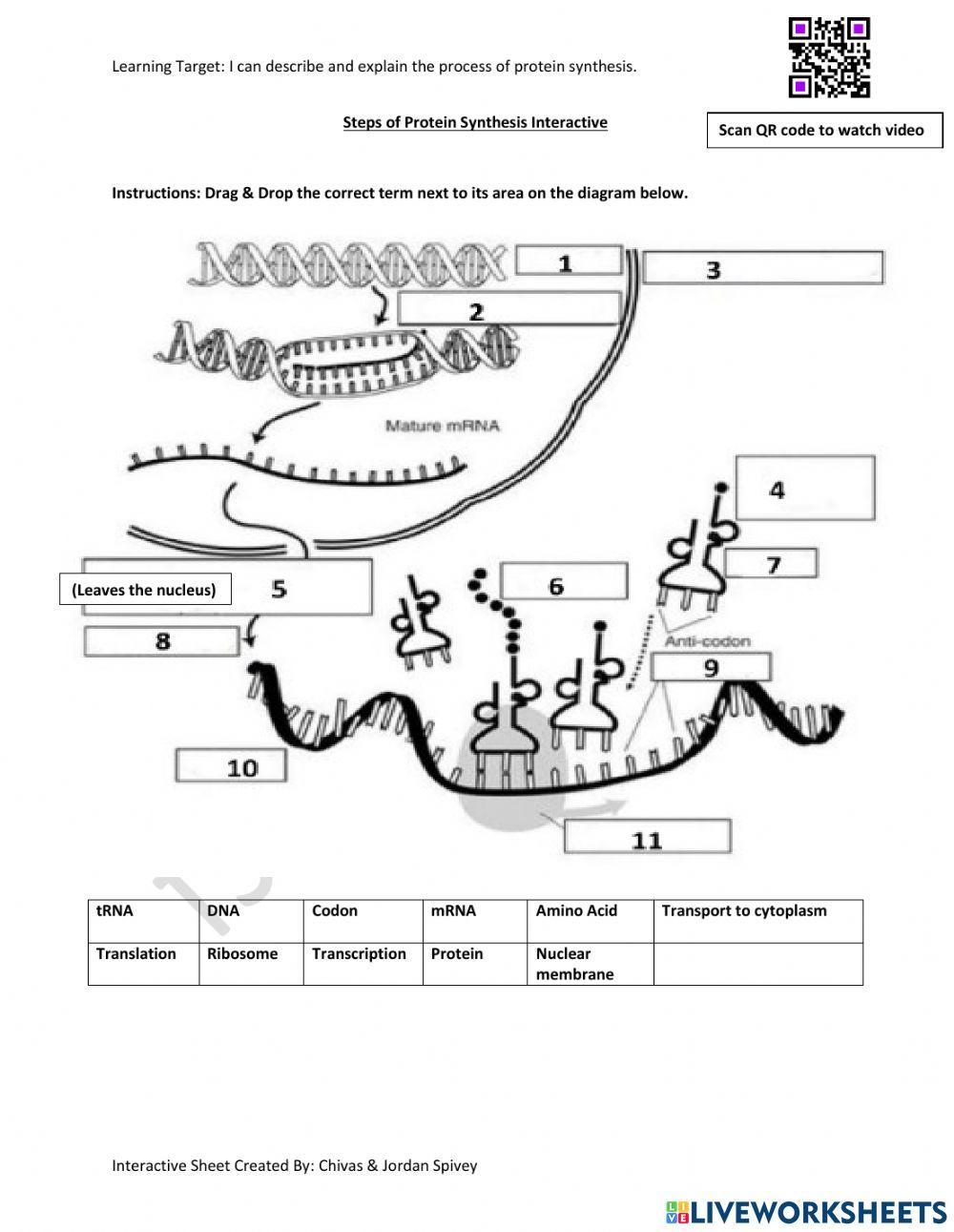 Steps of Protein Synthesis Interactive