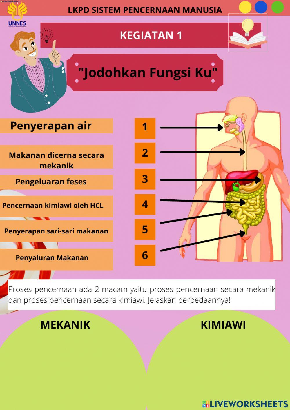 Sistem Pencernaan Manusia