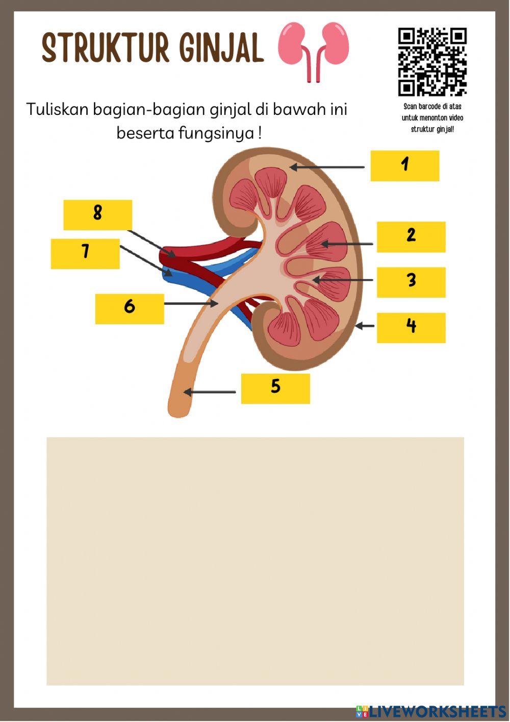 Struktur dan fungsi organ ekskresi