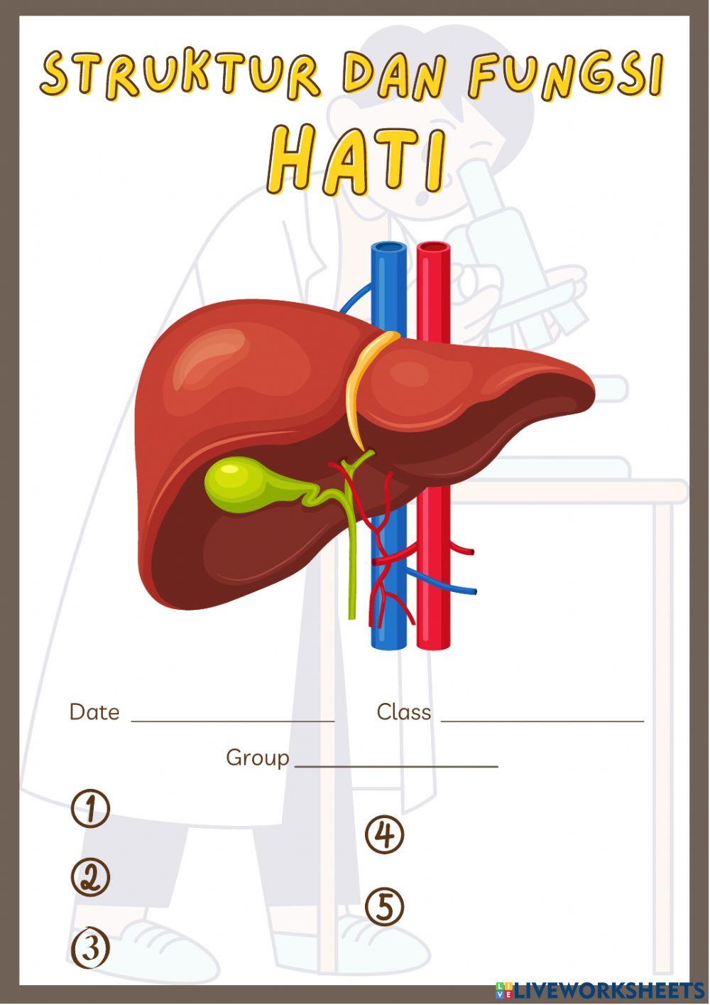 Struktur dan fungsi organ ekskresi