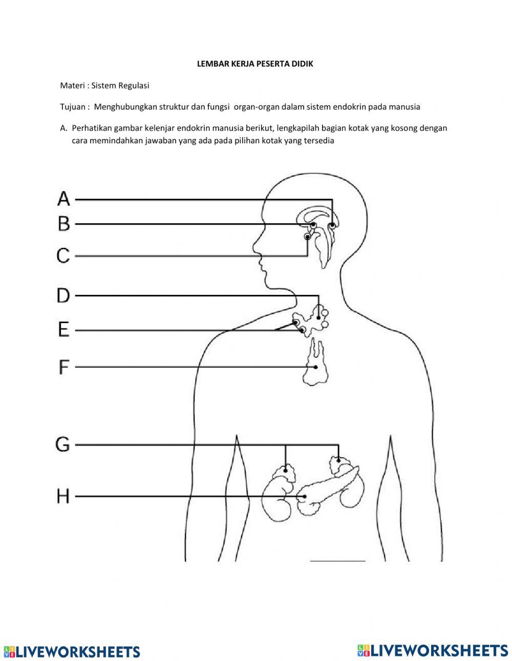 LKPD Sistem Regulasi