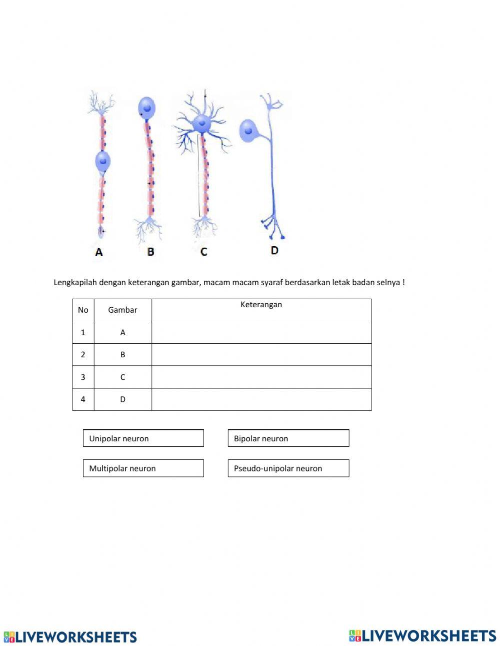 LKPD Sistem Regulasi