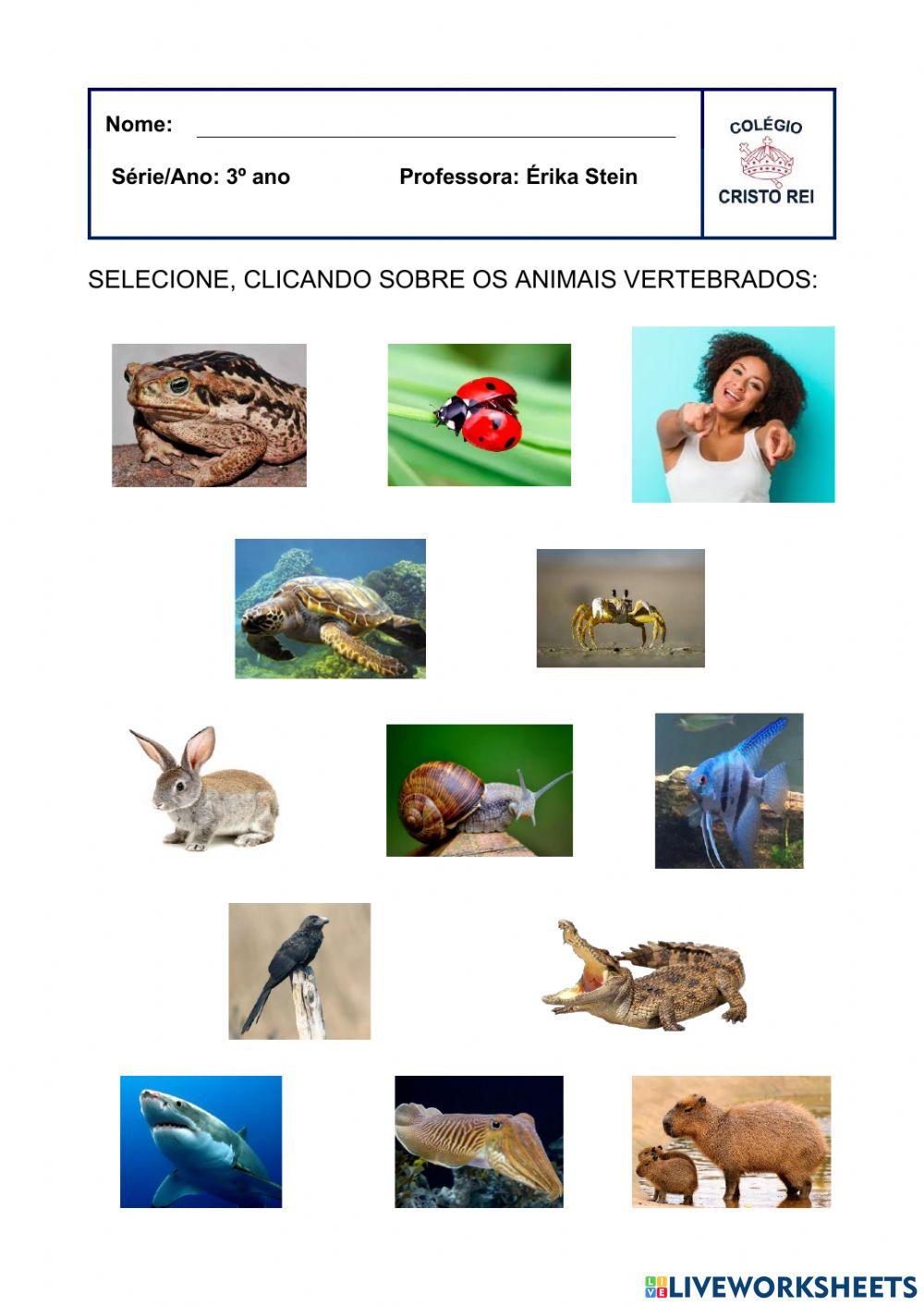 Vertebrados 3 Vertebrados 3
