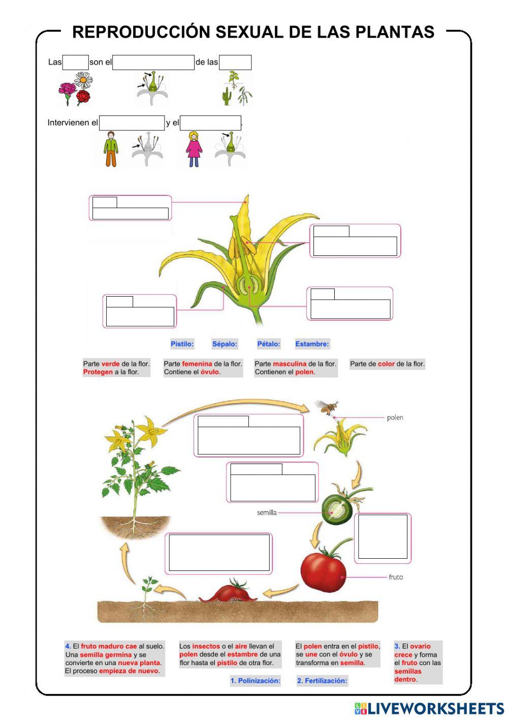 Las plantas. Reproducción sexual