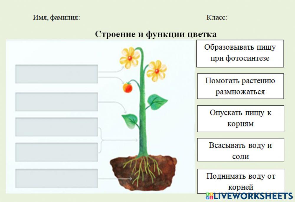 Распределение