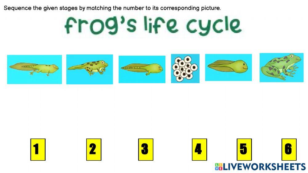 Pre-K Life Cycles of Animals