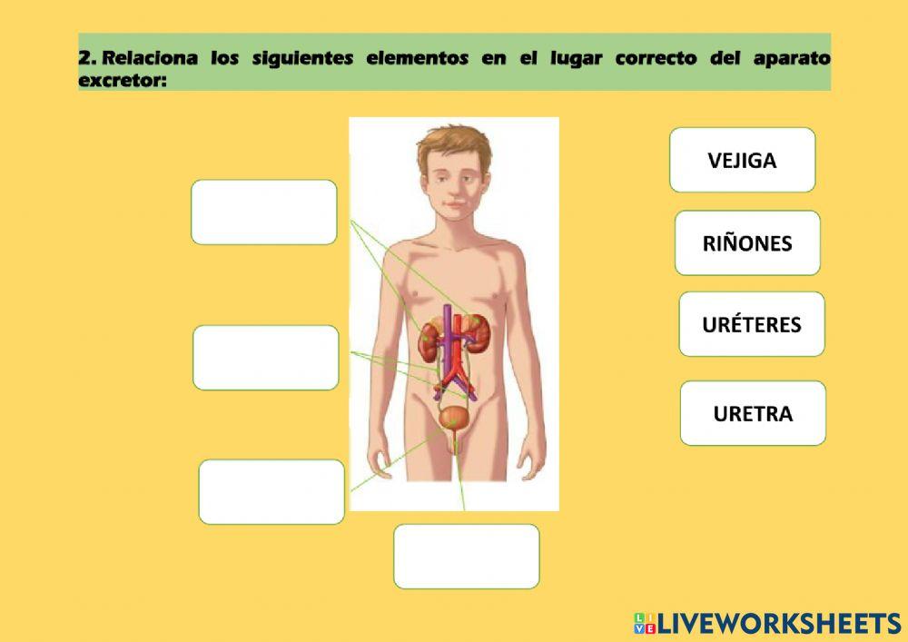 La función de nutrición