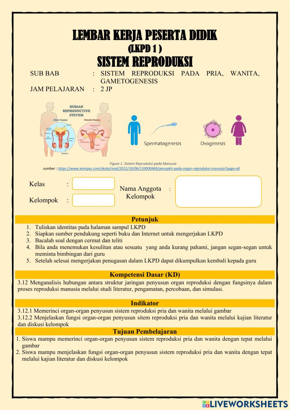 Struktur dan Organ Sistem Reproduksi Manusia