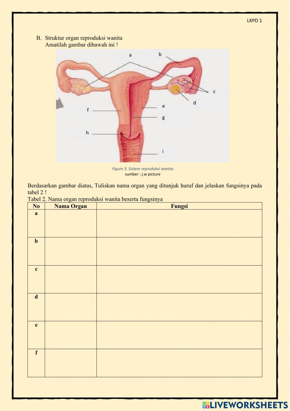 Struktur dan Organ Sistem Reproduksi Manusia