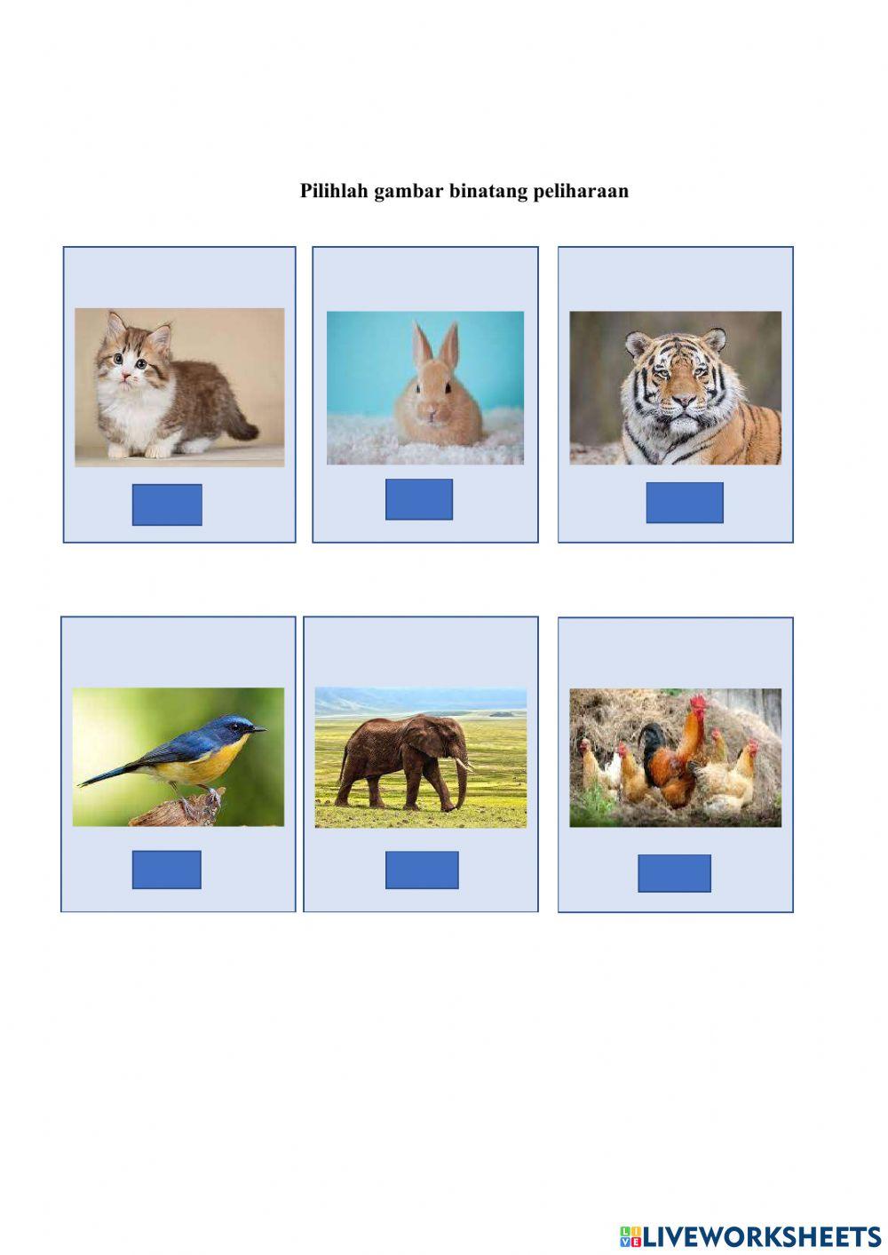 Pembelajaran kognitif