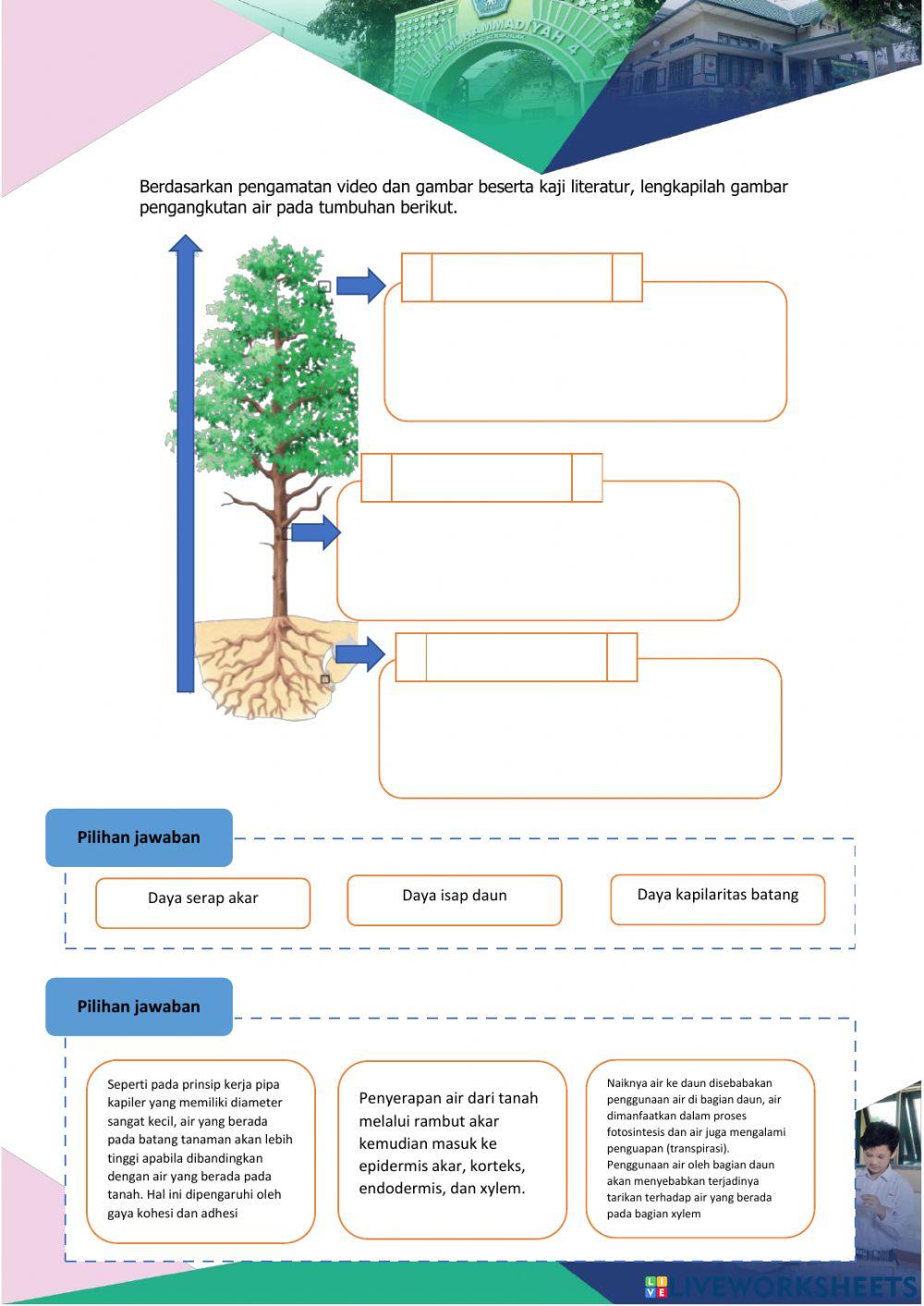 Transportasi pada Tumbuhan
