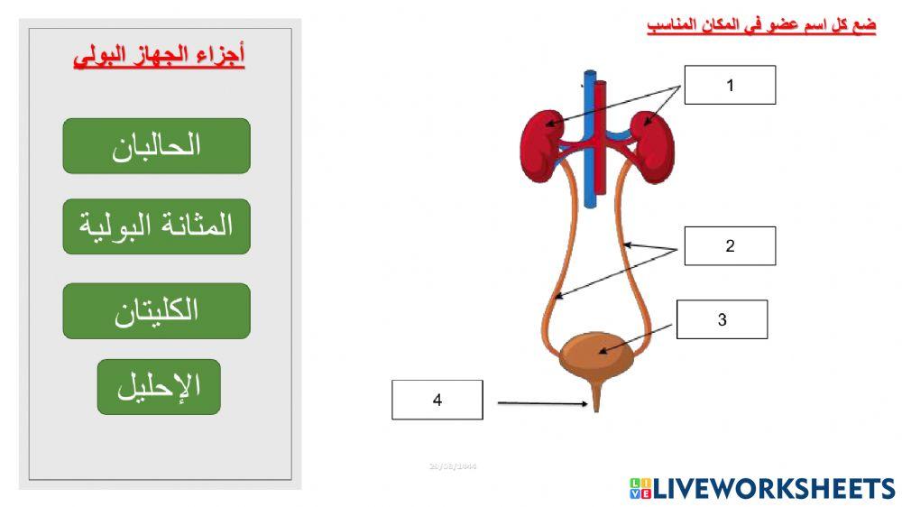 مراجعة الوحدة 6 ثامن - همم