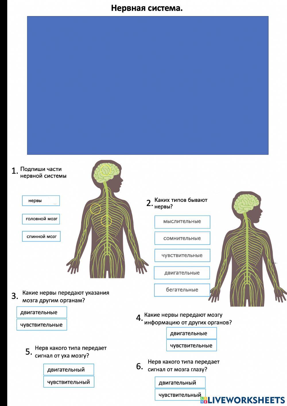 Нервная система