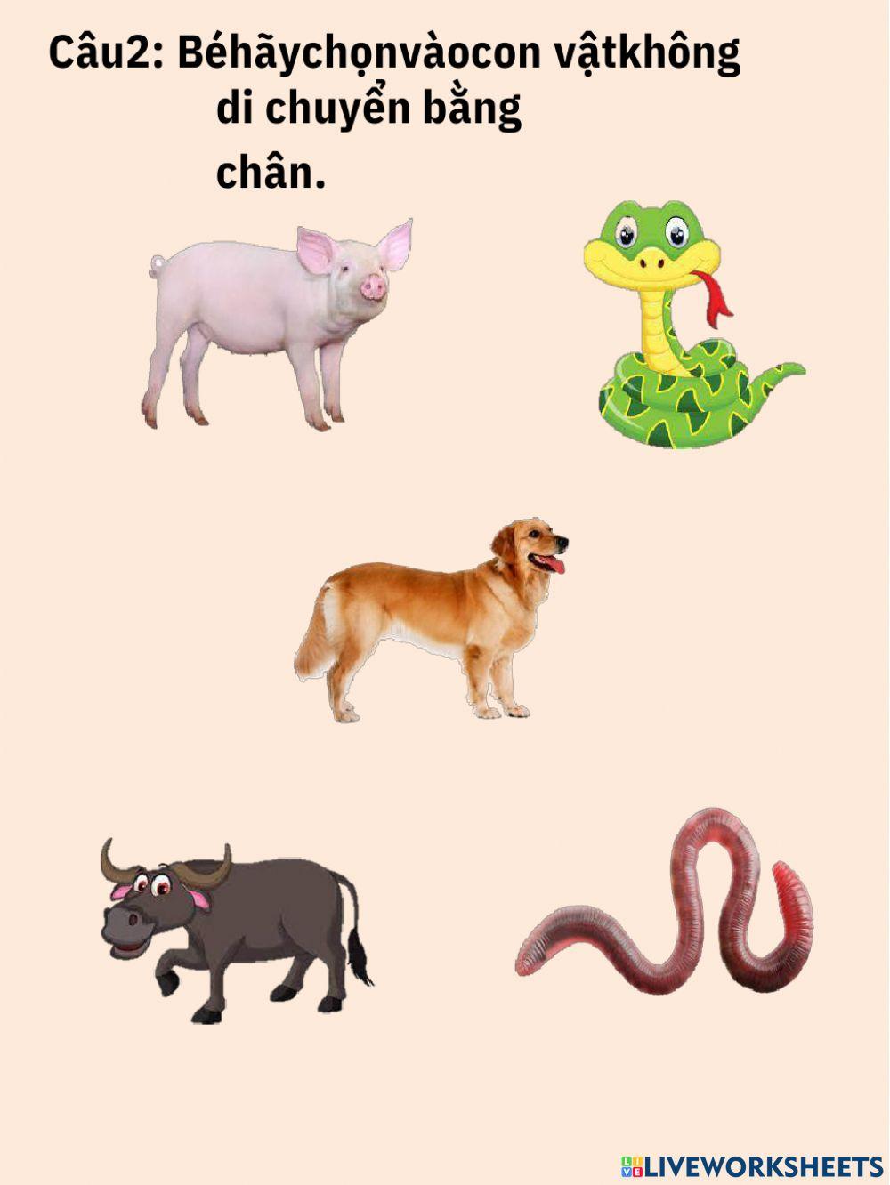 Những con vật đáng yêu