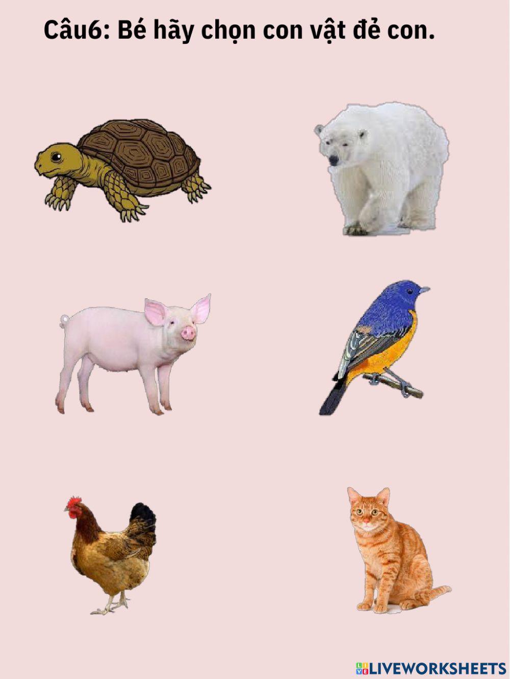 Những con vật đáng yêu