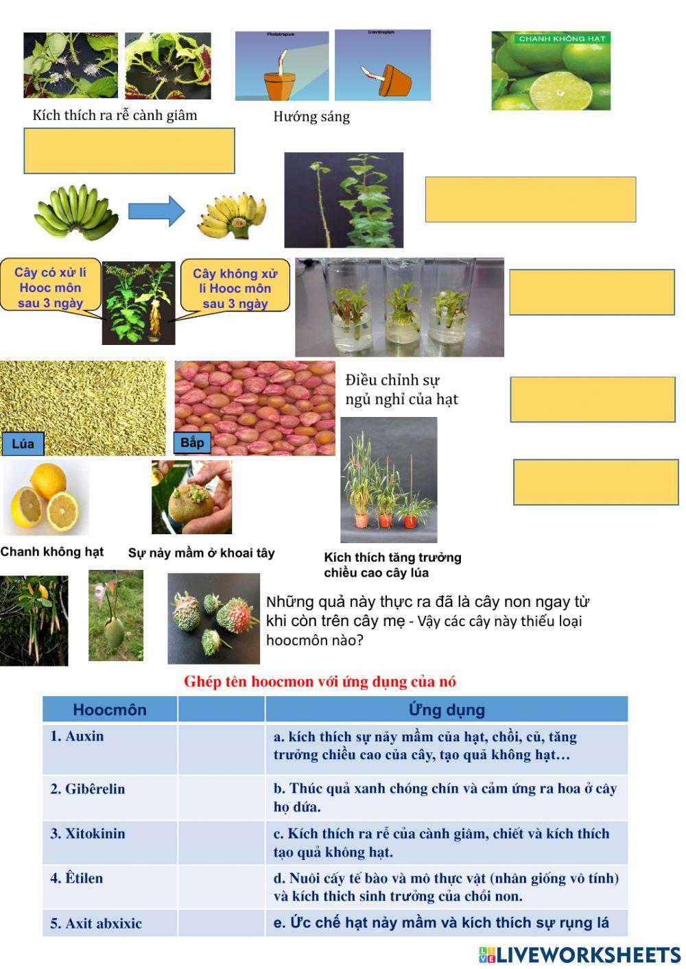 Bài 35: Hooc môn thực vật