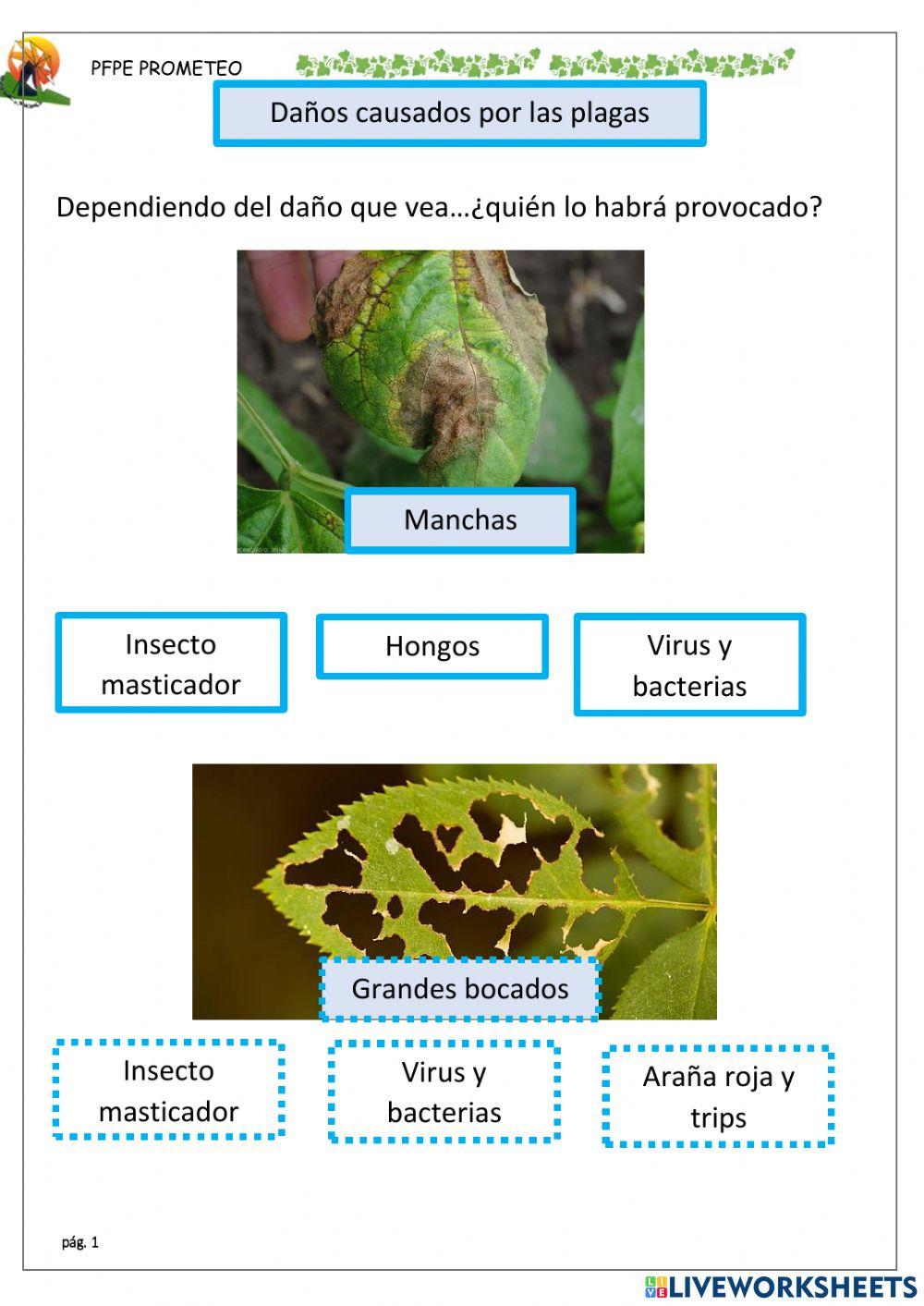 Identificar plagas con sintomas