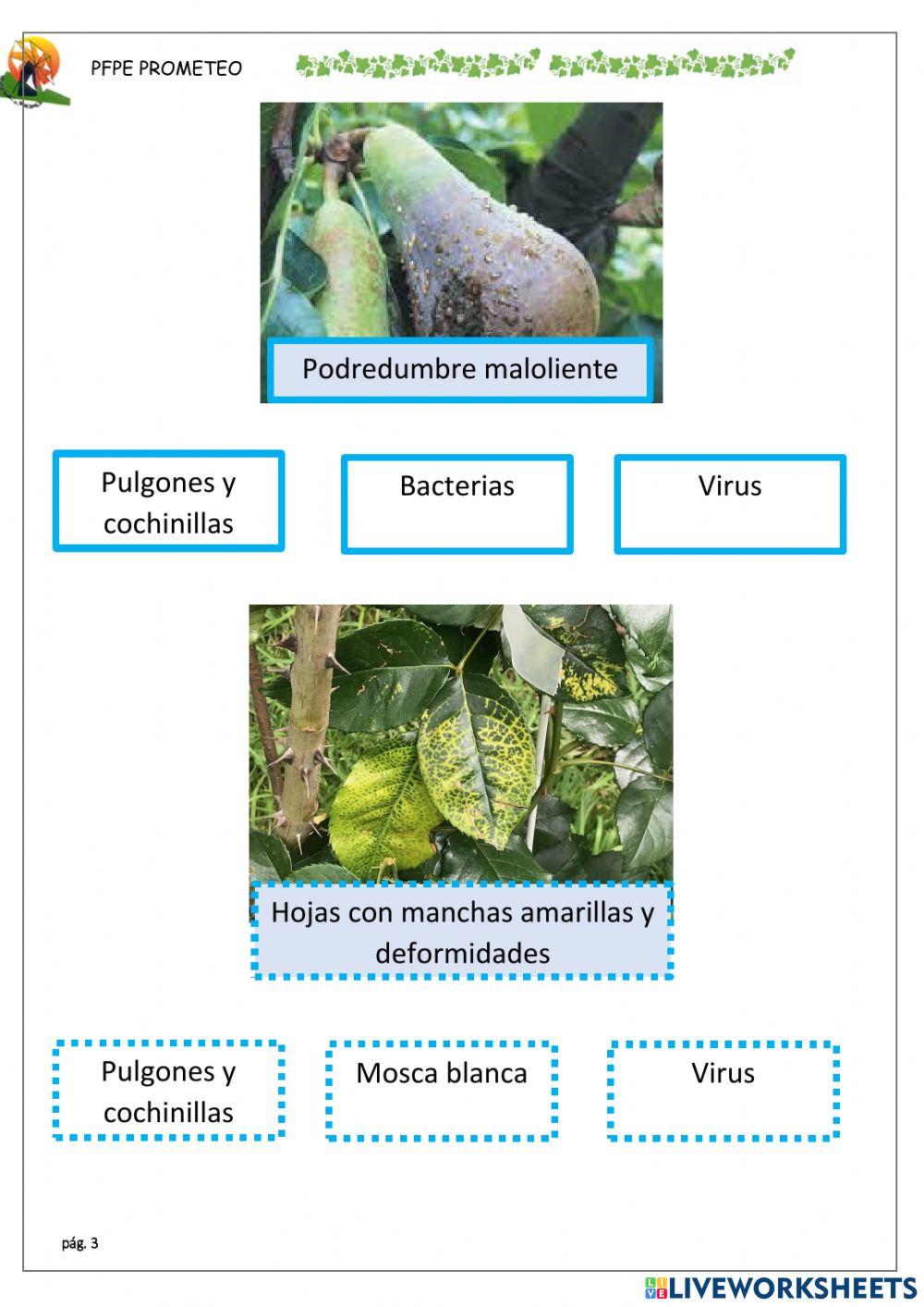 Identificar plagas con sintomas