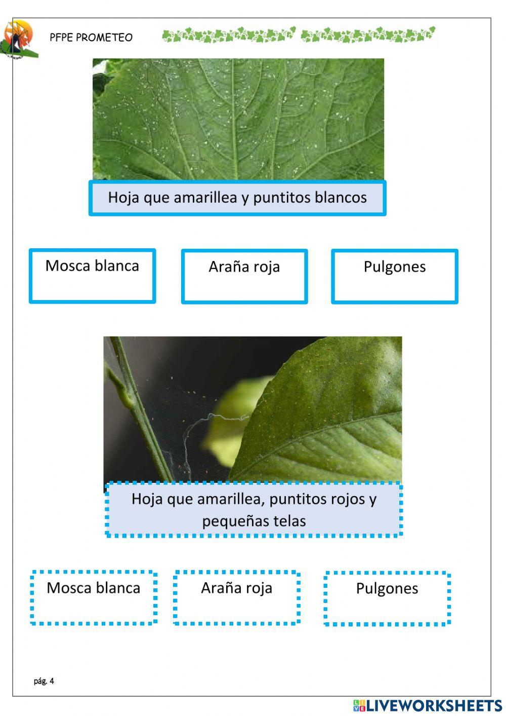 Identificar plagas con sintomas
