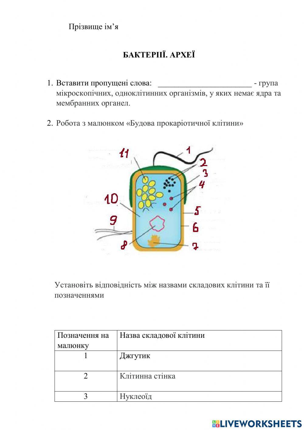 Бактерії. Археї