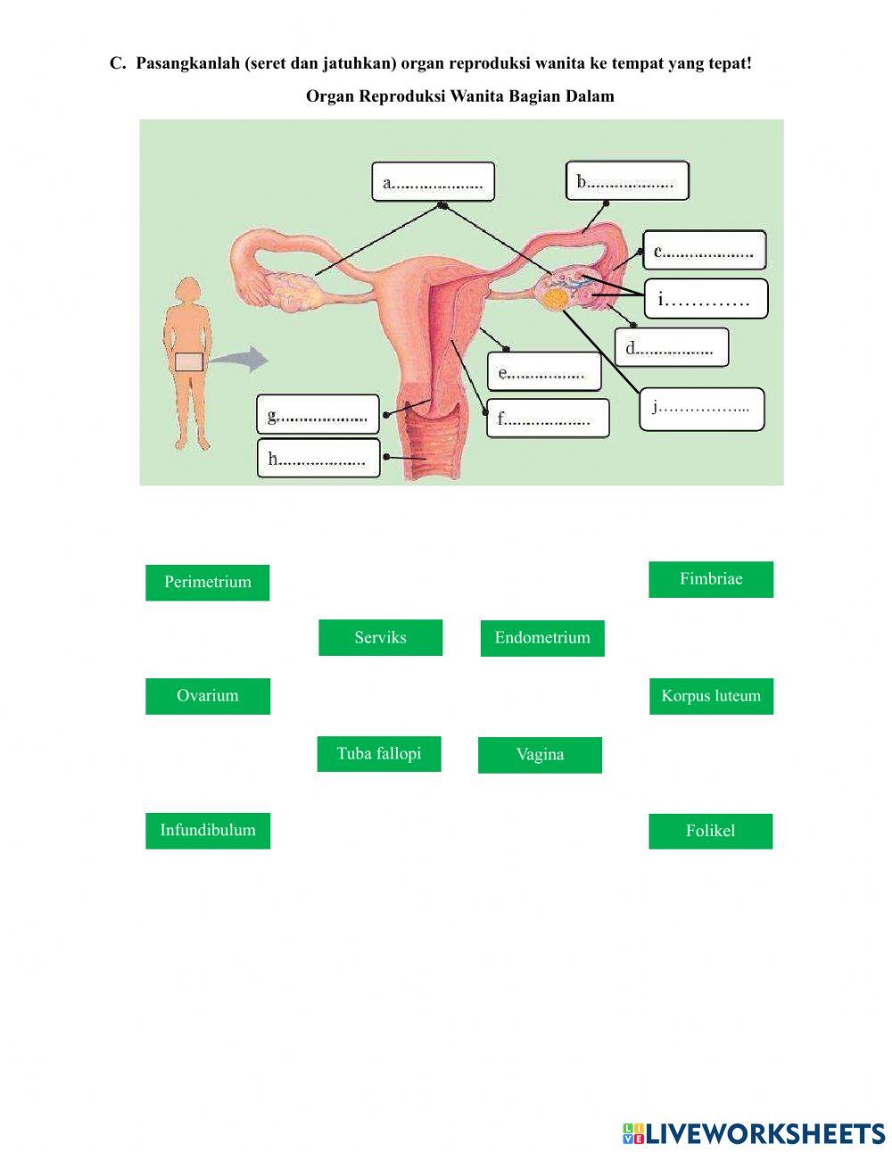 E-LKPD Sistem Reproduksi Wanita