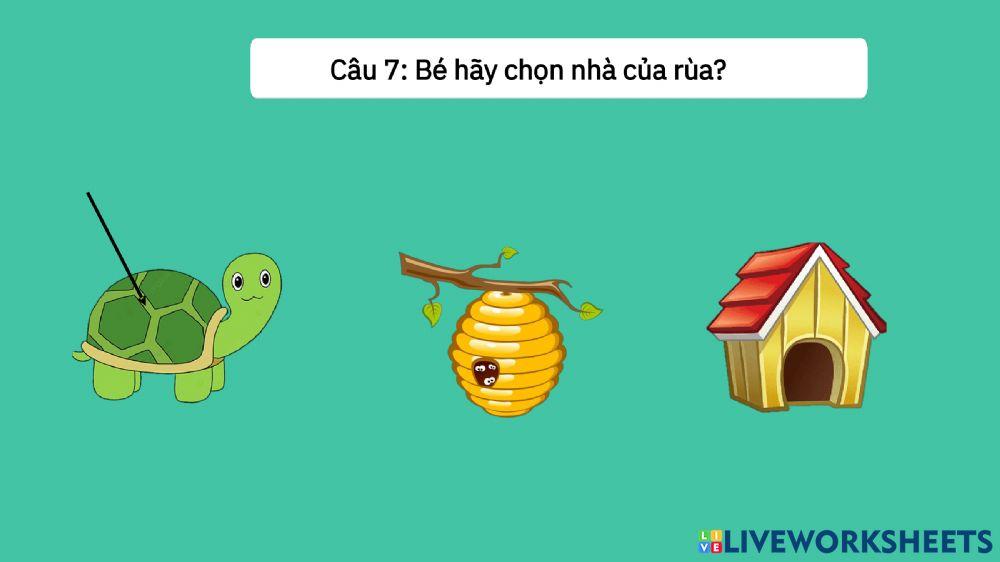 Truyện: Rùa con tìm nhà