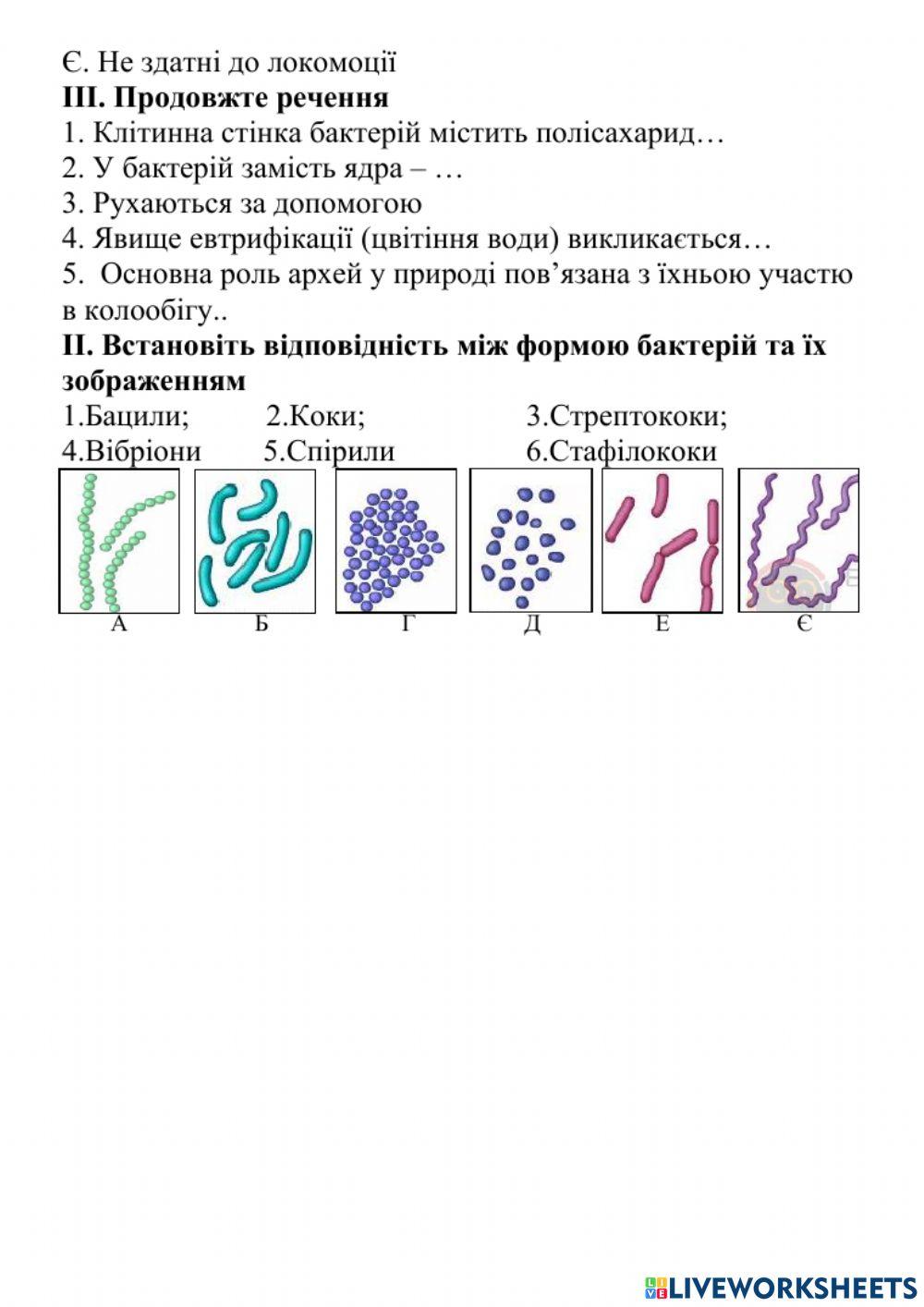 Бактерії.Еукаріоти.