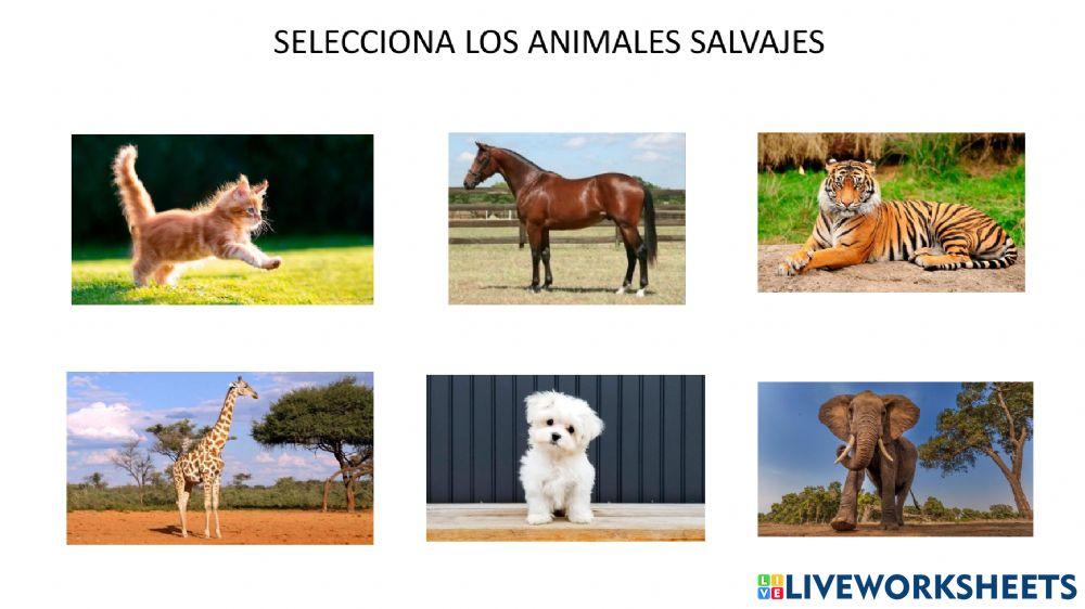 Animales salvajes