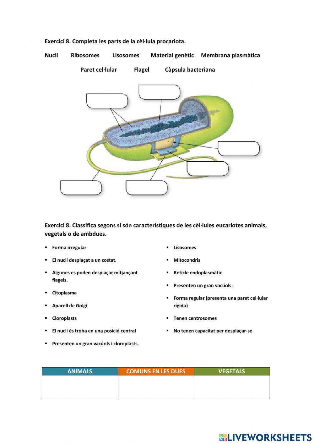 Éssers vius: les cèl·lules i els orgànuls
