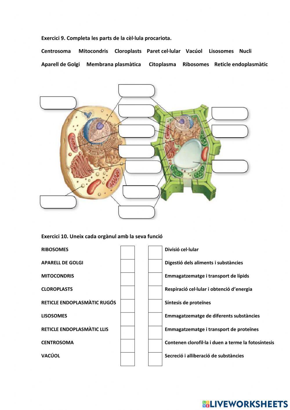 Éssers vius: les cèl·lules i els orgànuls