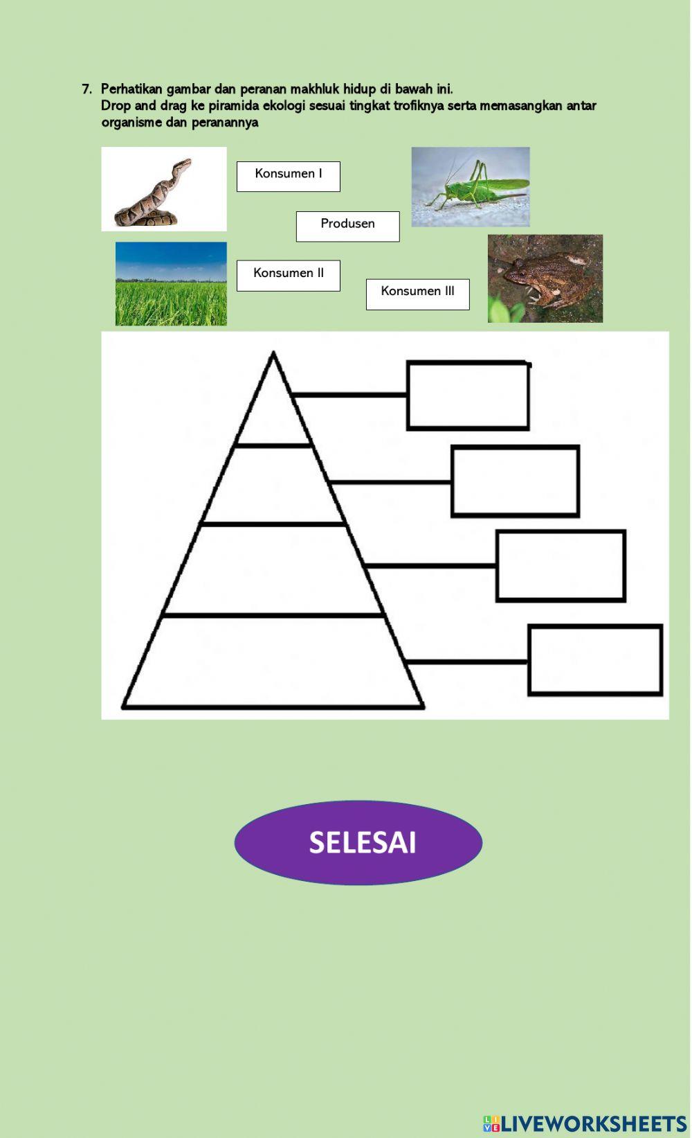 Interaksi dalam Ekosistem