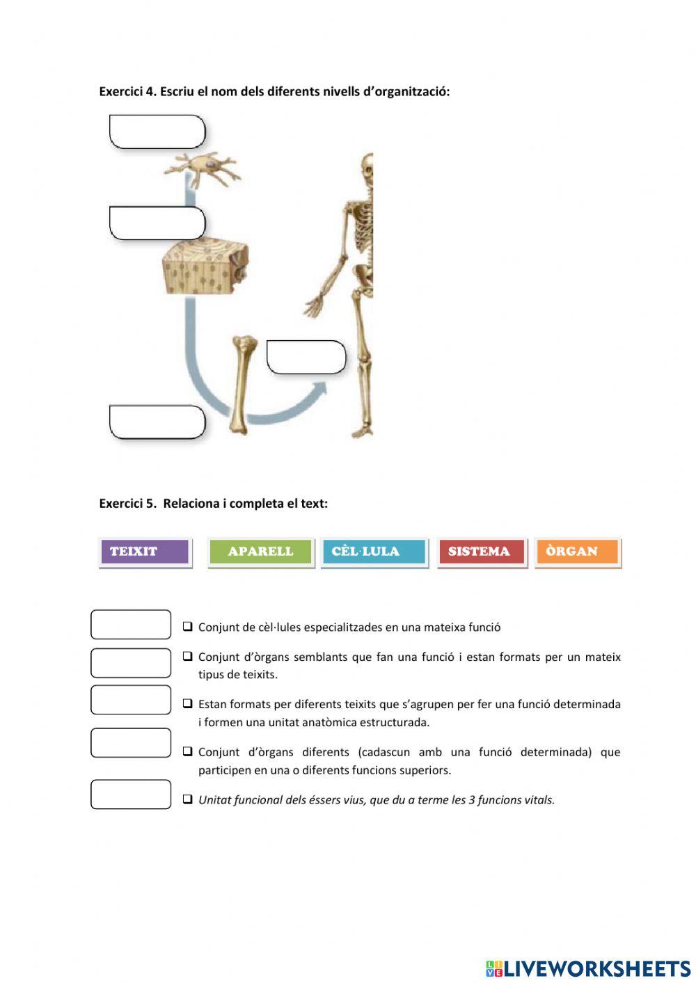 Nivells d'organització