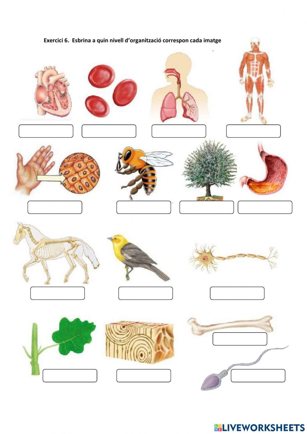 Nivells d'organització