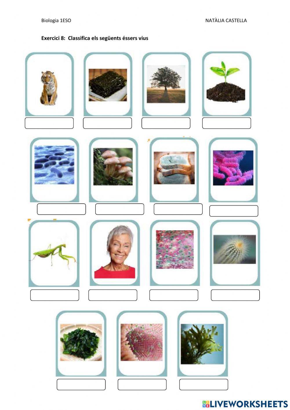 Classificaició essers vius i regnes