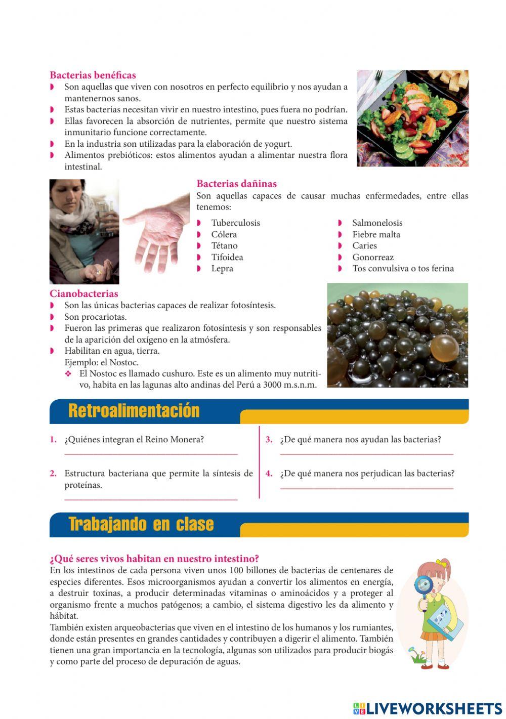 El reino de la bacteria